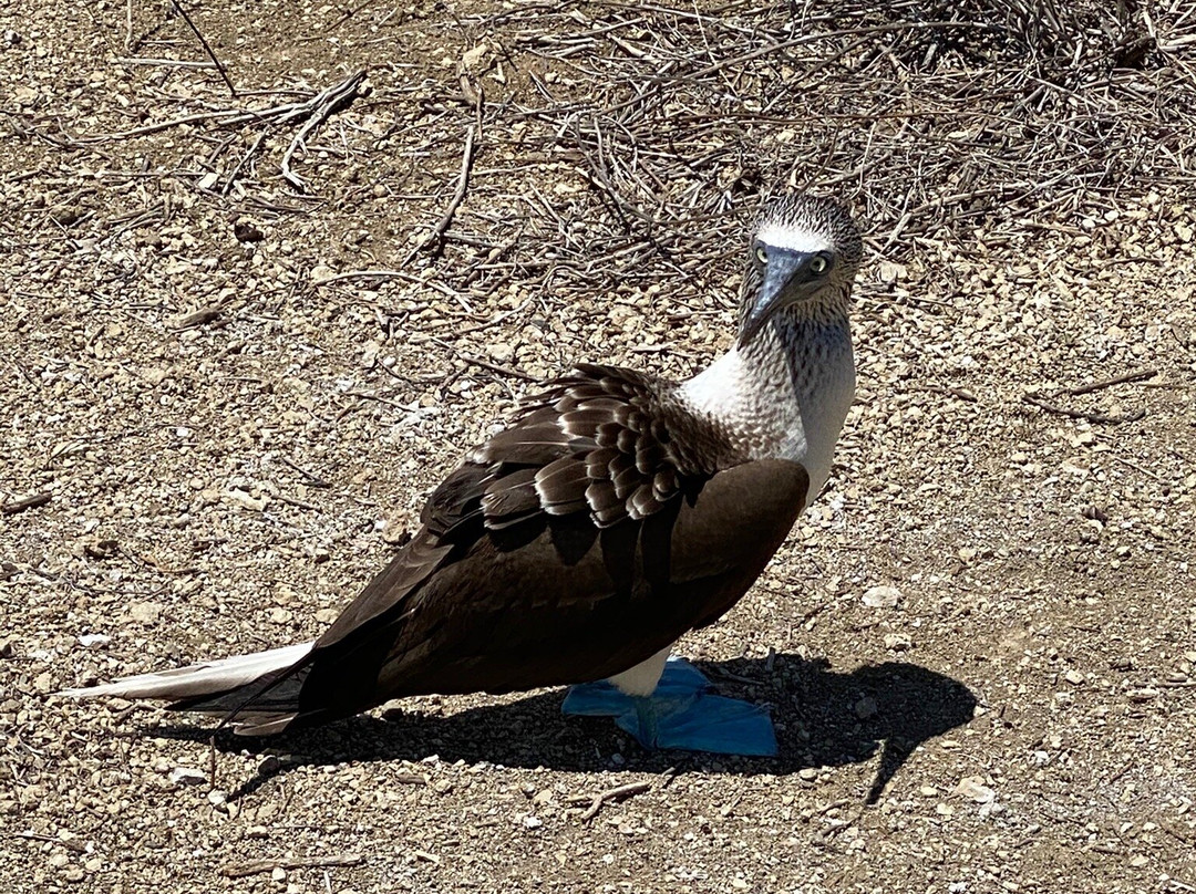 Isla de la Plata-Puerto Lopez必去景点