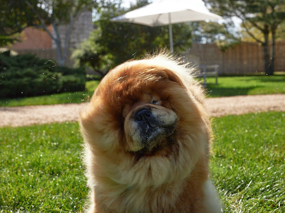 The Roundtree, Amagansett主图