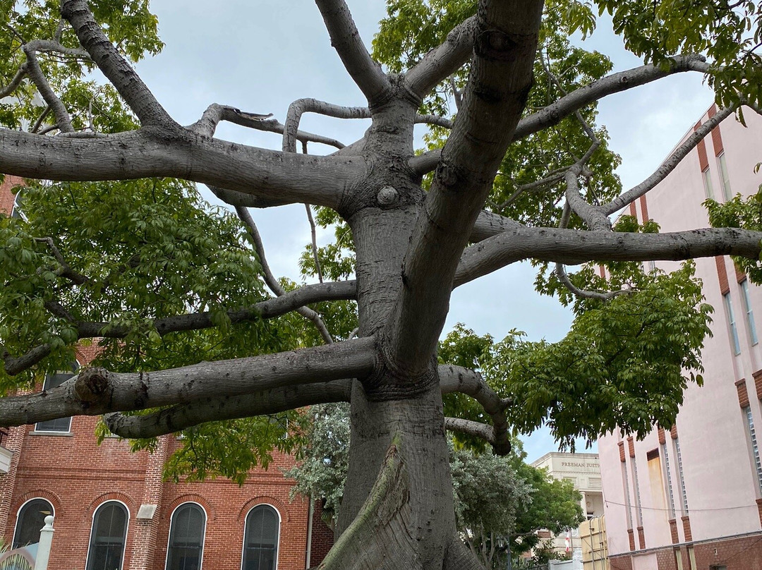 The Kapok Tree景点图片