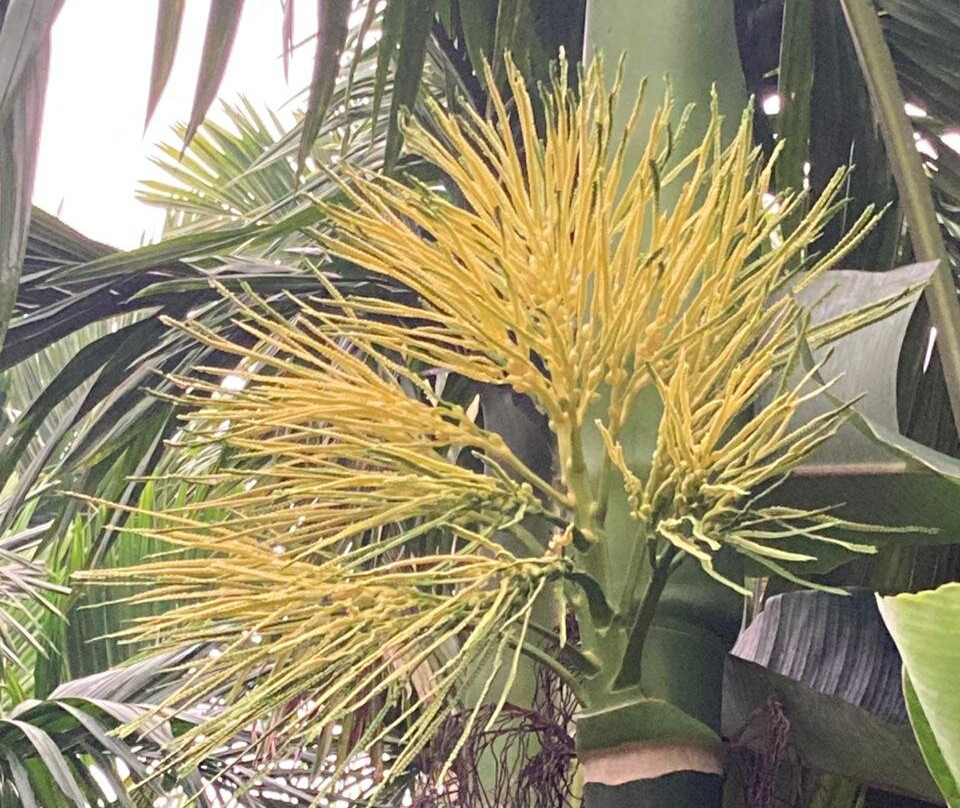 Areca Plantation Walk景点图片