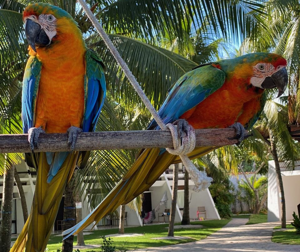 Serrambi Resort主图