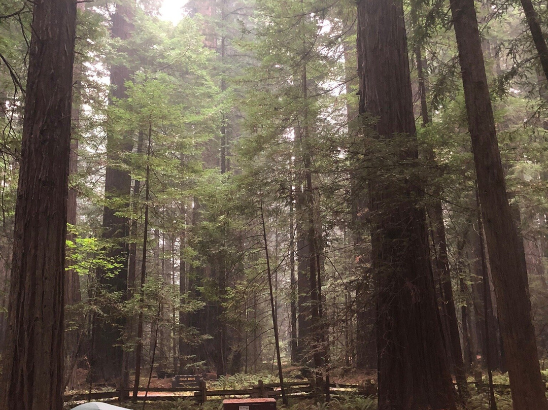 Humboldt Redwoods State Park景点图片