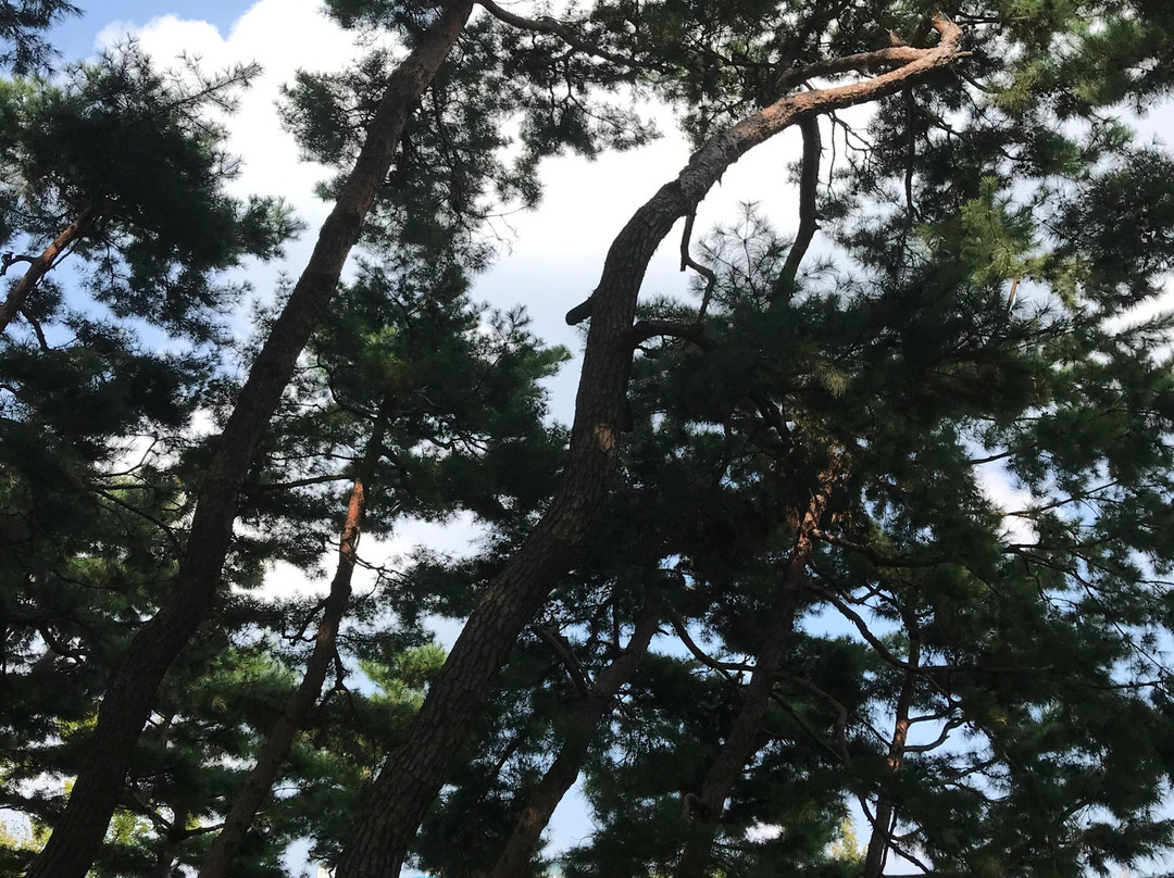 Hanbat Arboretum-大田必去景点