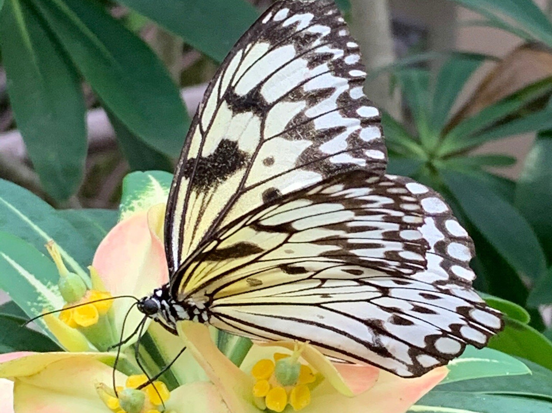 蝴蝶热带雨林-盖恩斯维尔必去景点