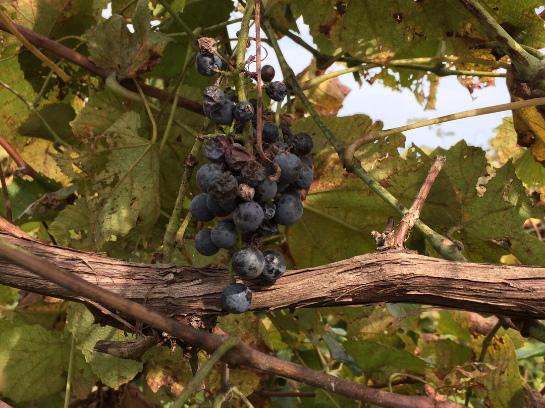 Iron Plow Vineyards-Columbus必去景点