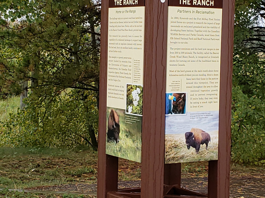 The Wood Buffalo Viewing Point and Bison Sanctuary景点图片