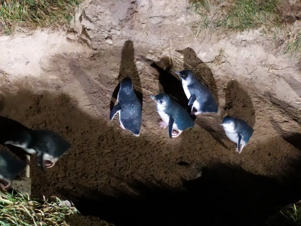 Blue Penguins Pukekura景点图片