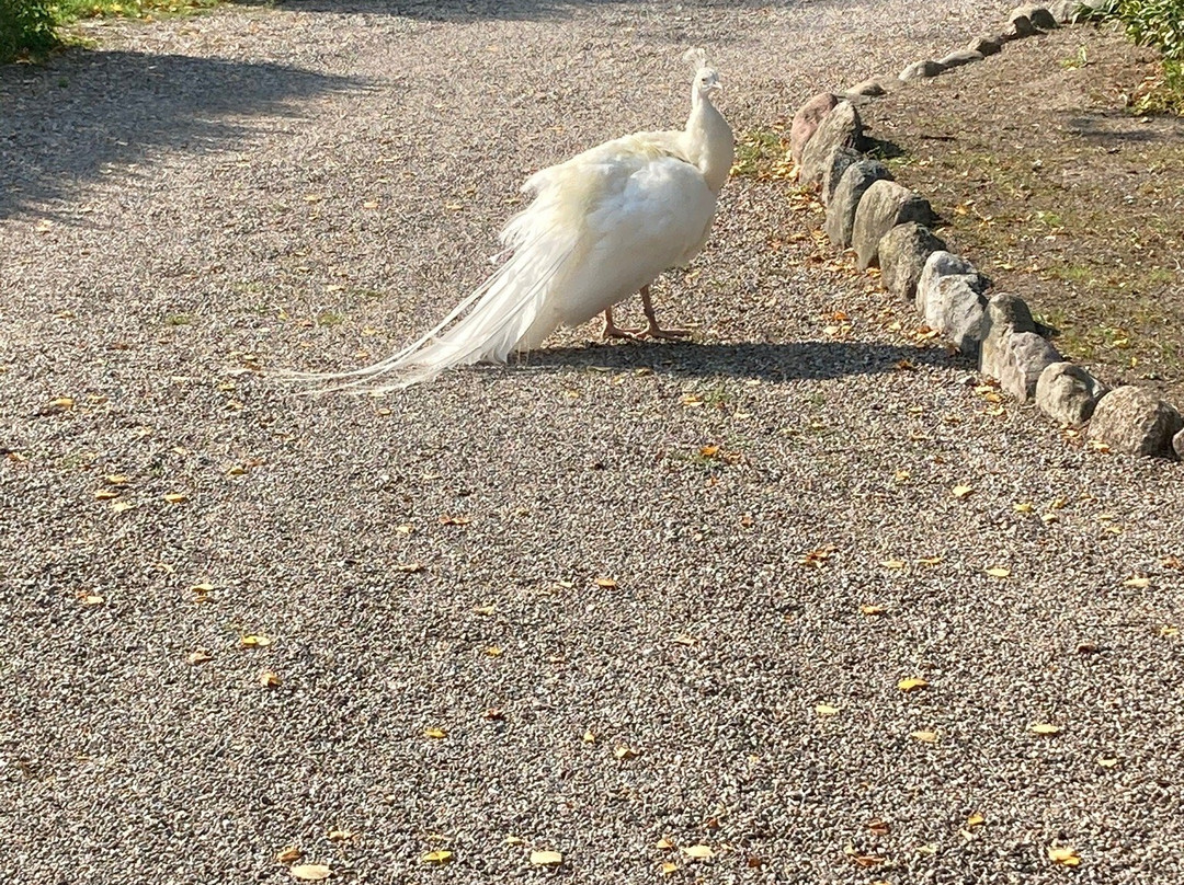 Guldborgsund Zoo & Botanisk Have景点图片