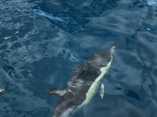 Anthia Diving Center-塞新布拉必去景点