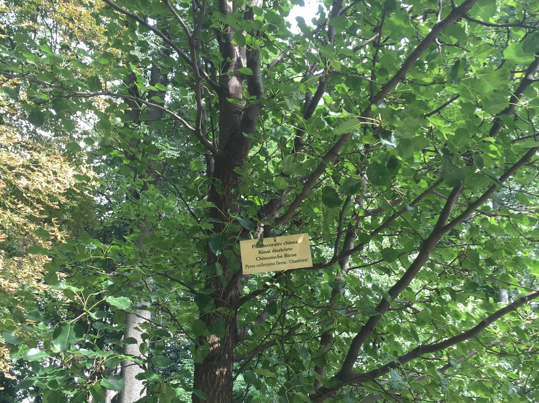 Parc Dendrologic景点图片