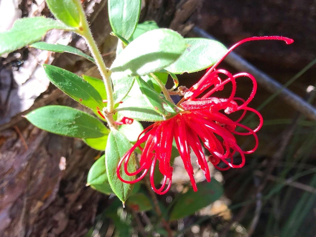 Brisbane Water National Park-Kariong必去景点