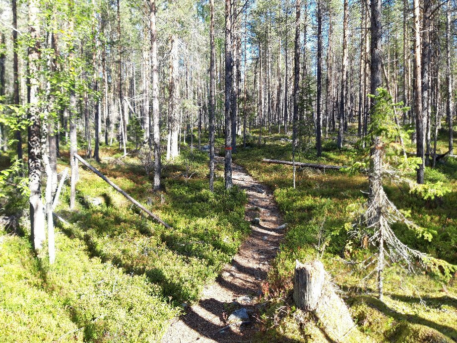 Muddus Nationalpark-Gallivare必去景点