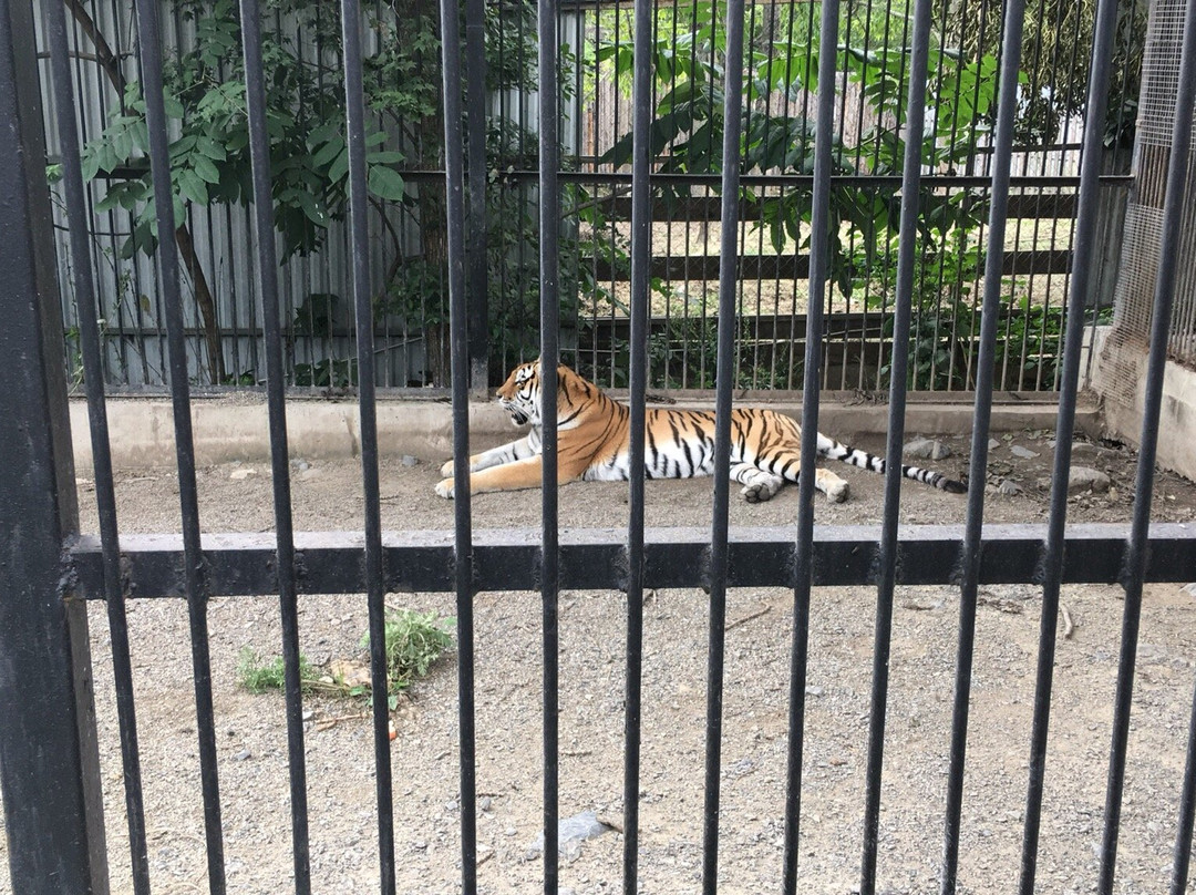 Sadgorod Zoo-海参崴必去景点