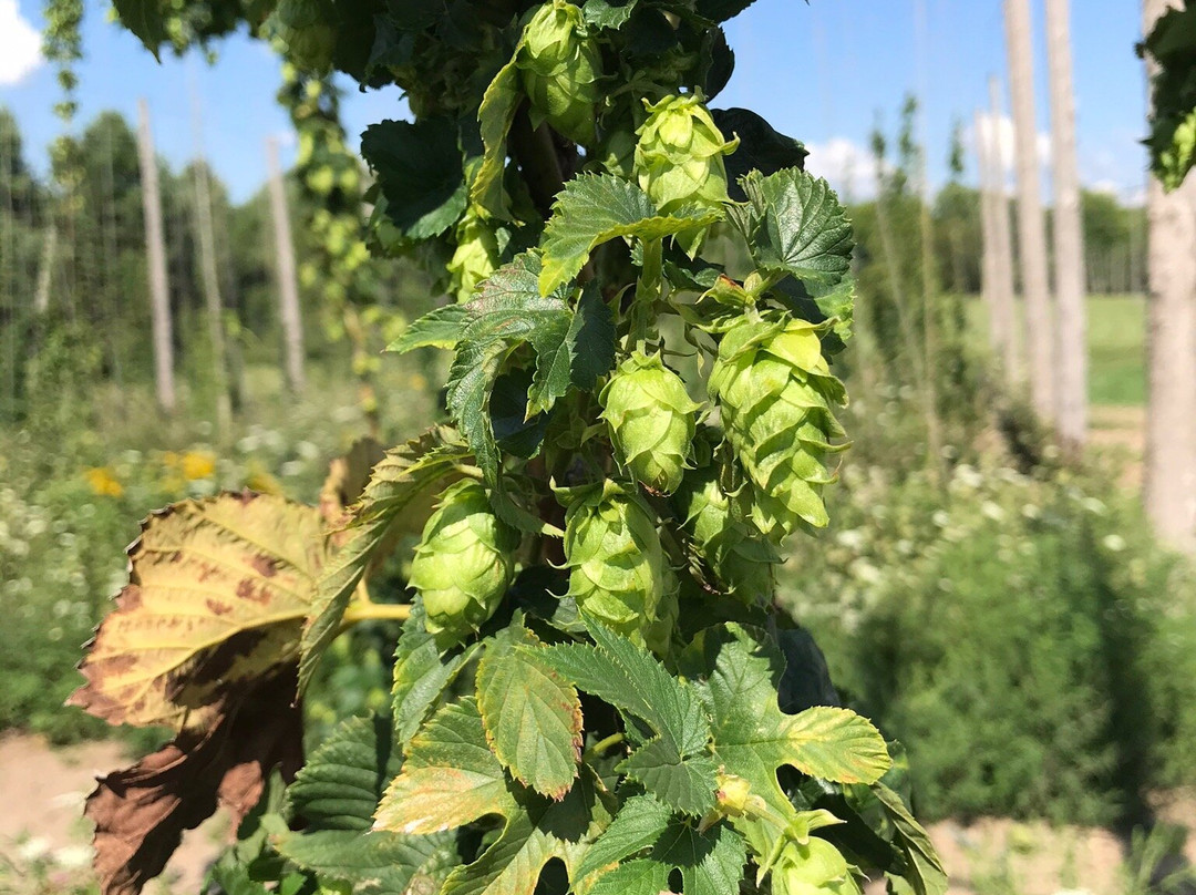 Quayle’s Brewery景点图片