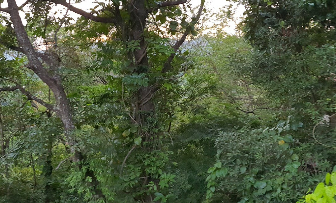 Arangala Forest Lodge主图