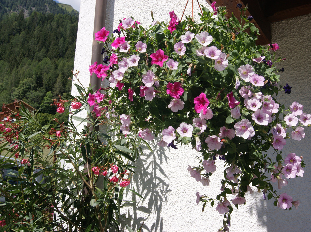 Pensione Graushof主图