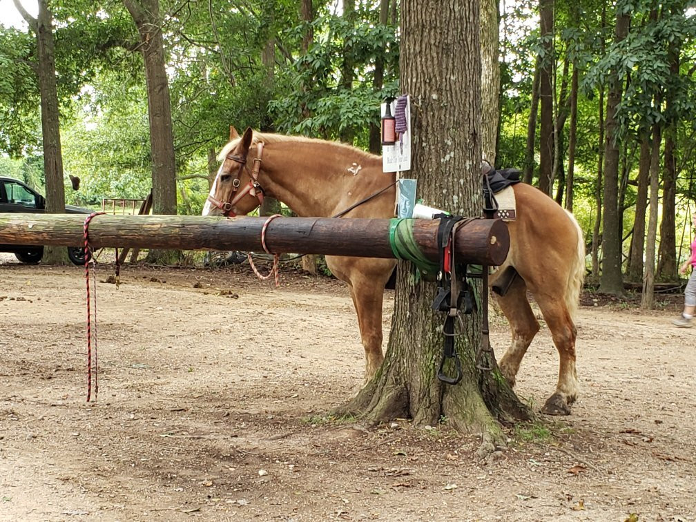 Country Time Equestrian Events-Indian Trail必去景点