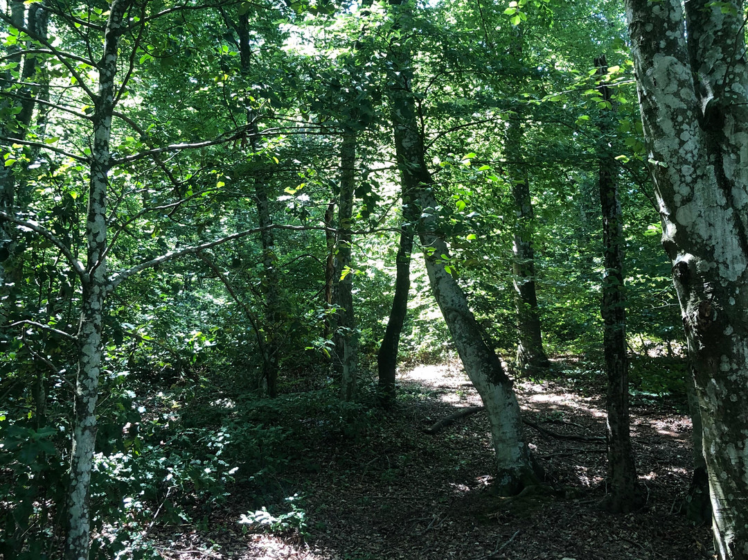 Il Faggeto-Allumiere必去景点