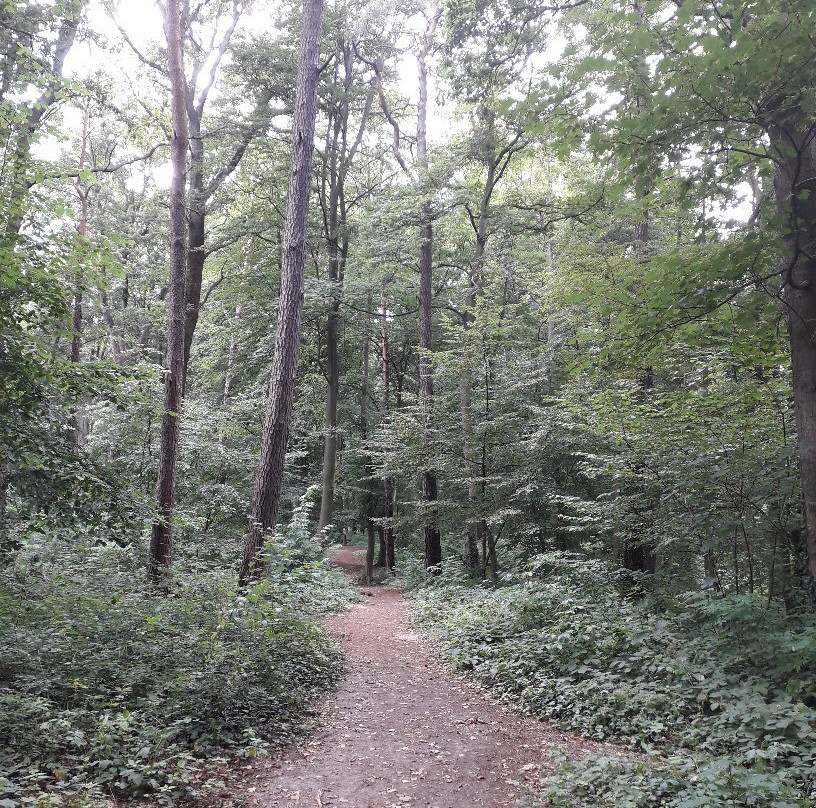 Beech Forest (Puszcza Bukowa), Szczecin景点图片