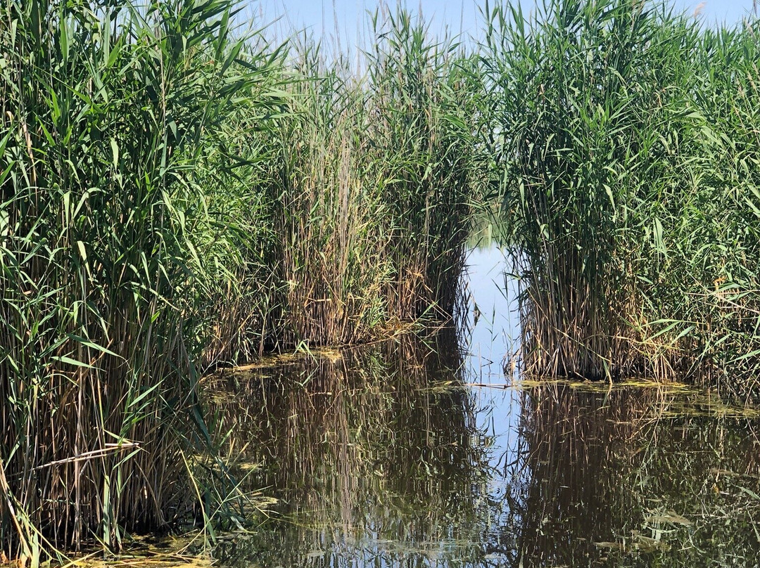 Sultan Sazlığı Bird Sanctuary景点图片