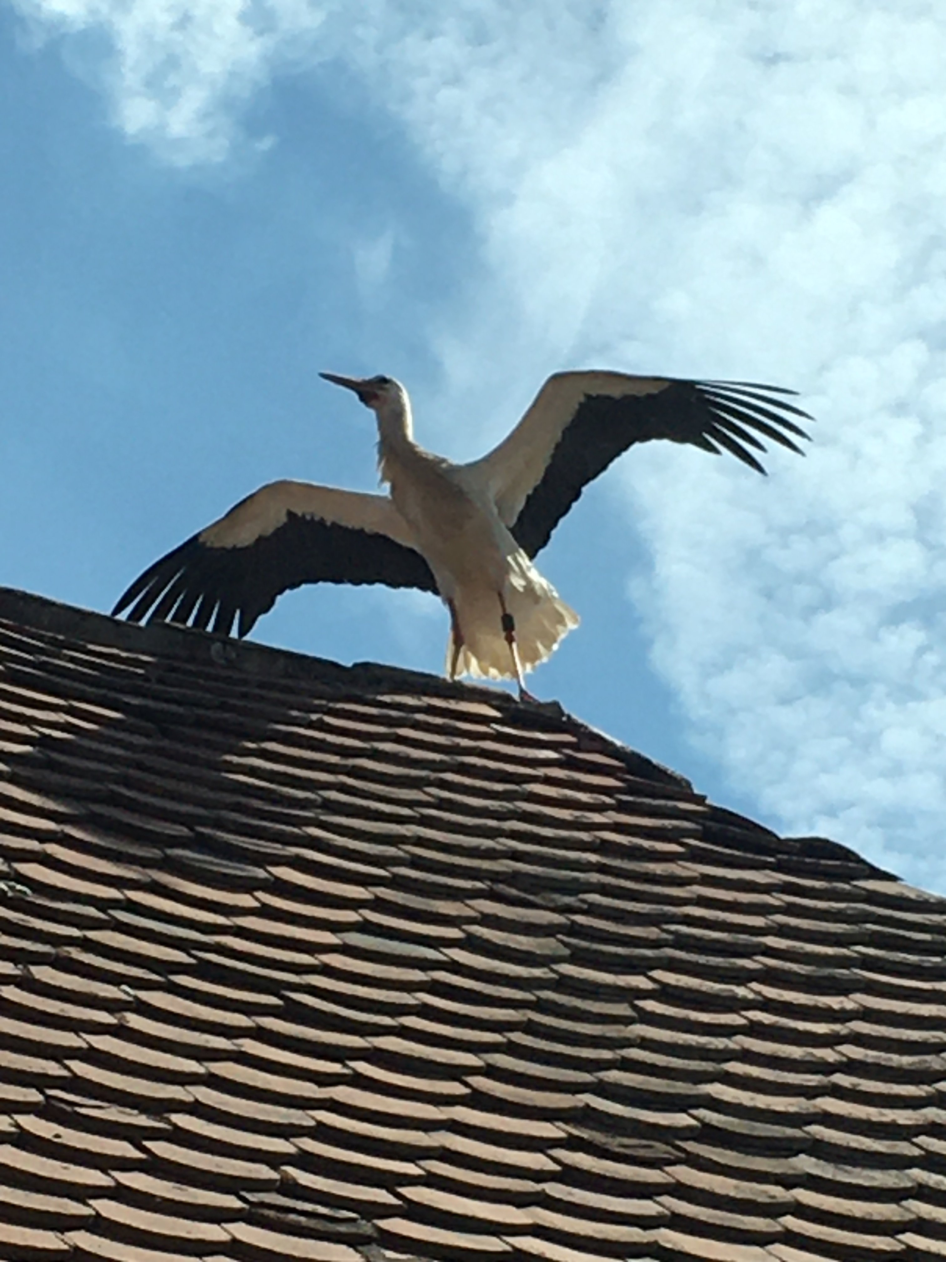 Hotel Garni Zum Wilden Mann-portrait