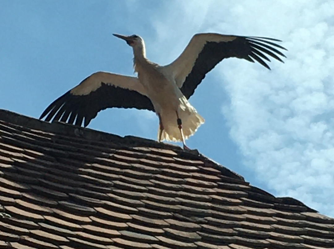 Hotel Garni Zum Wilden Mann主图