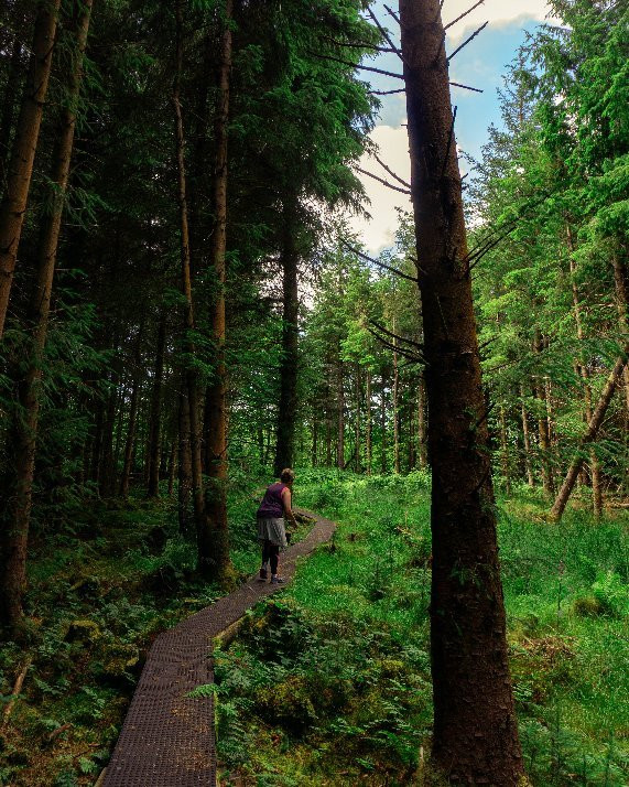 Blanemore Forest Walk-Moygownagh必去景点