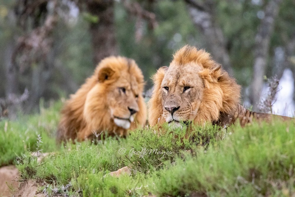 纳库鲁湖国家公园旅游攻略图片