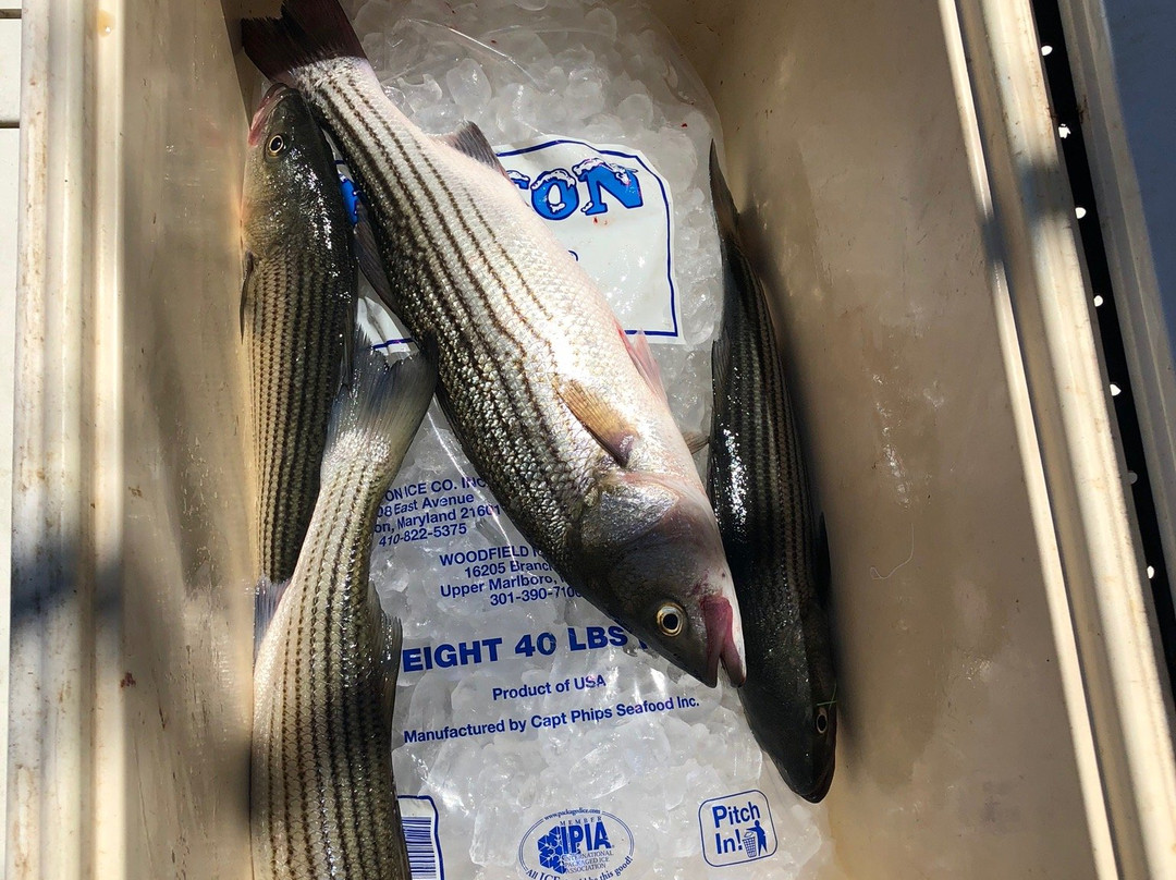 Prime Time Charters-Stevensville必去景点