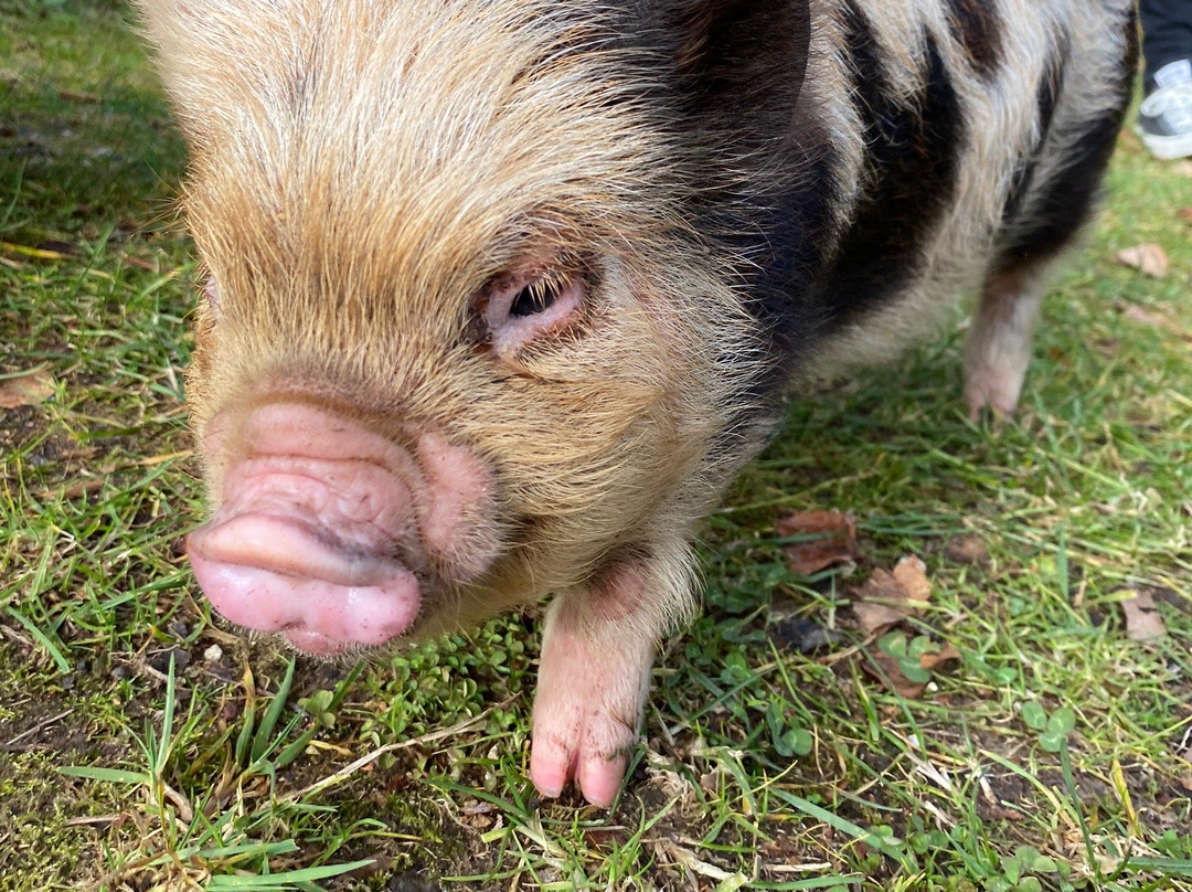 Lilliput Farm Fun And Animal Park景点图片