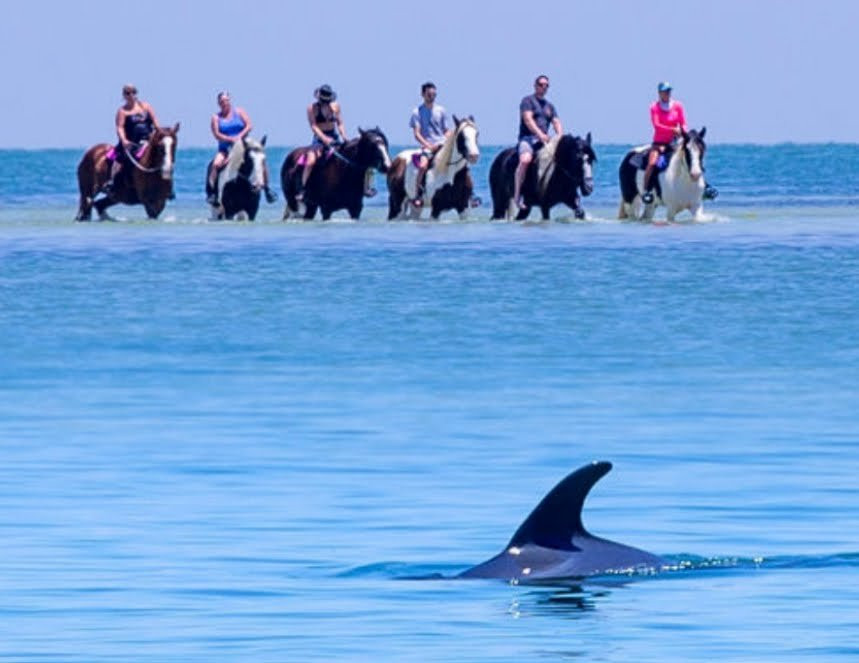 C Ponies Beach Horseback Rides-布雷登顿必去景点