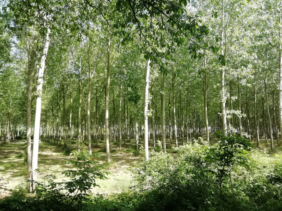 Restera del Sile-特雷维索必去景点