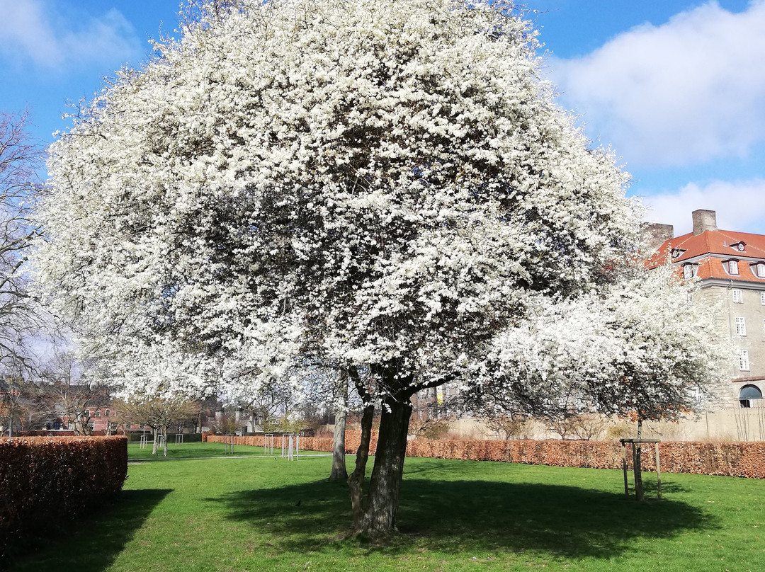 Kongens Have-哥本哈根必去景点