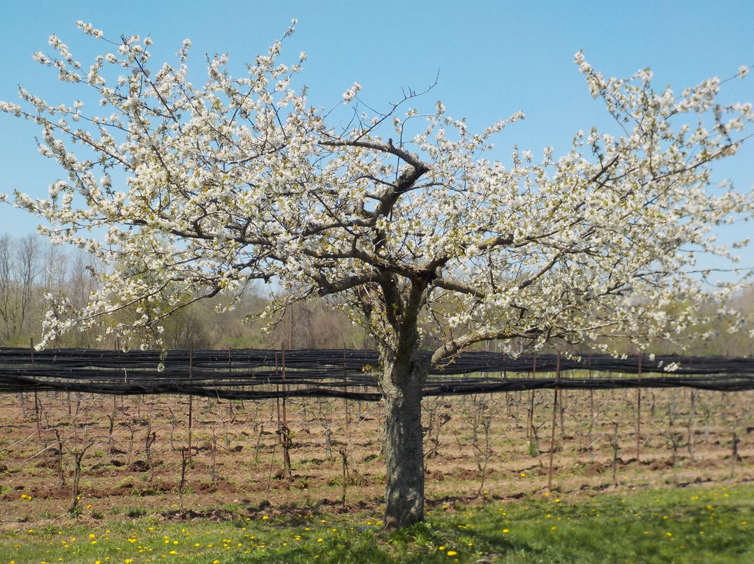 Spring Lake Winery景点图片