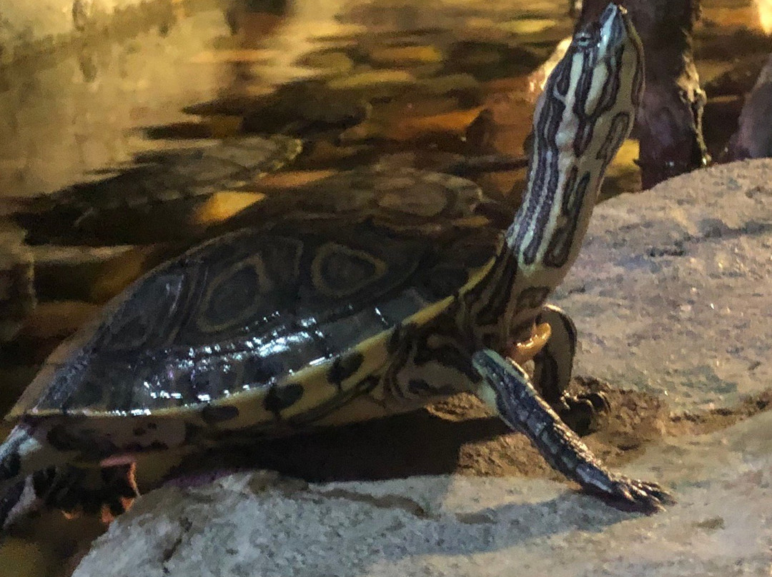 Acuario del Bajio-利昂必去景点