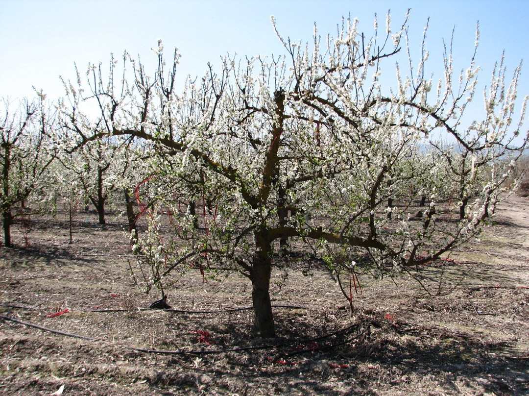 Katif Odem-Odem必去景点