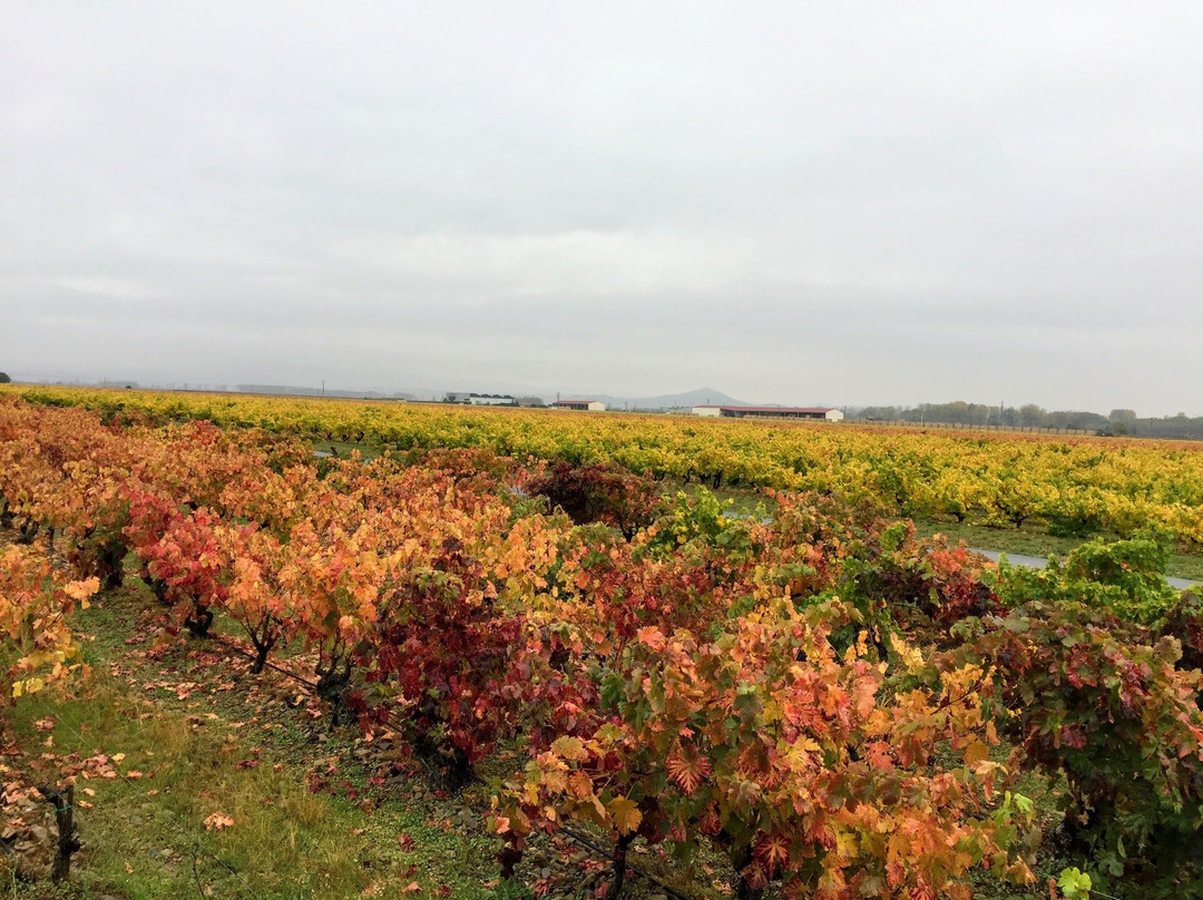 Bodegas Finca La Emperatriz景点图片