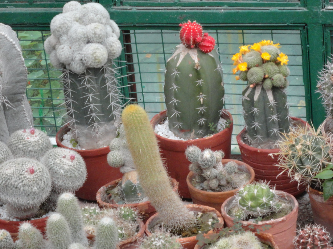 Sarkaria Cactus Garden景点图片