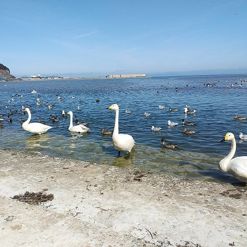 Asadokoro Beach景点图片