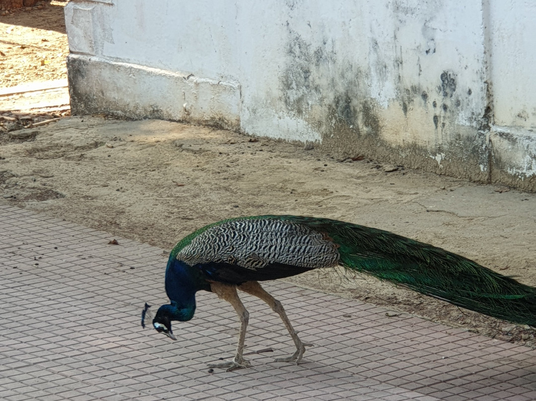 Netaji Subhash Chandra Bose Island-布莱尔港必去景点