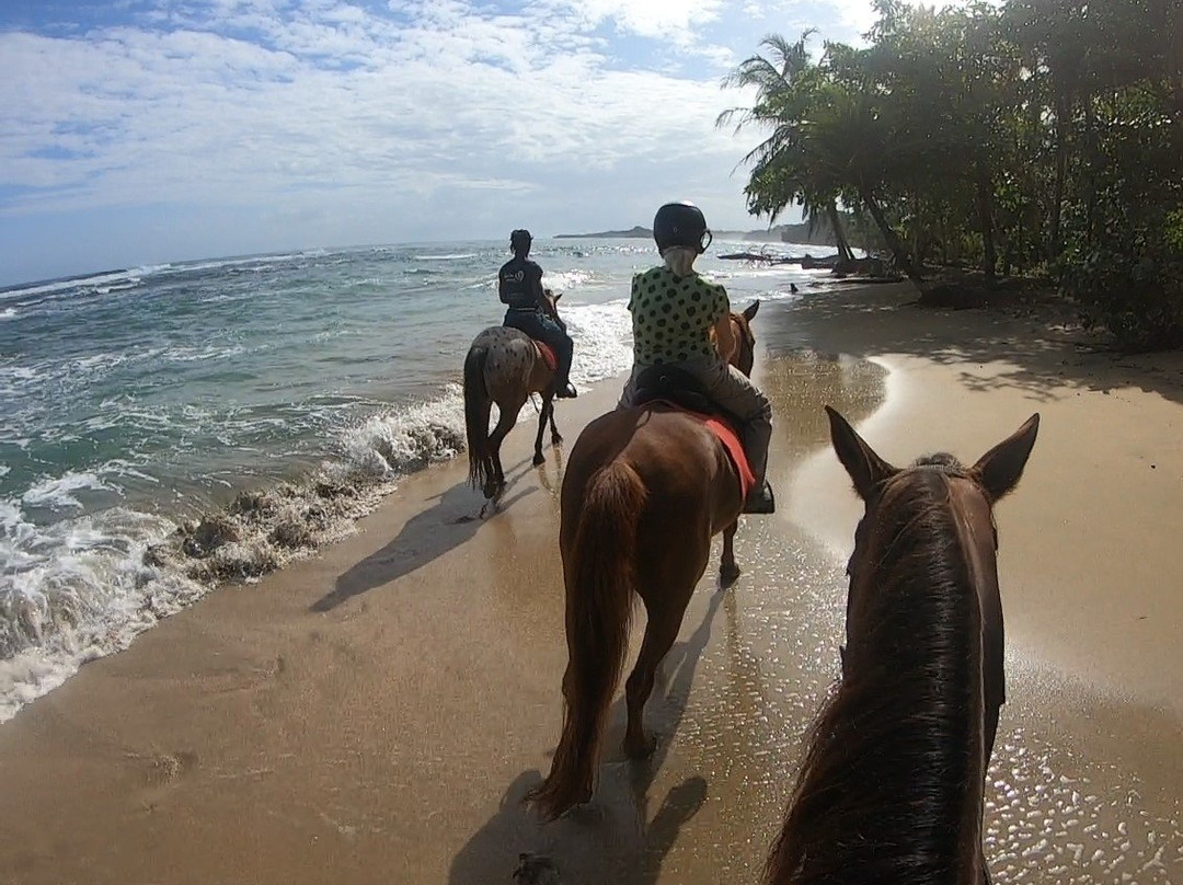 Caribe Horse Riding Club景点图片