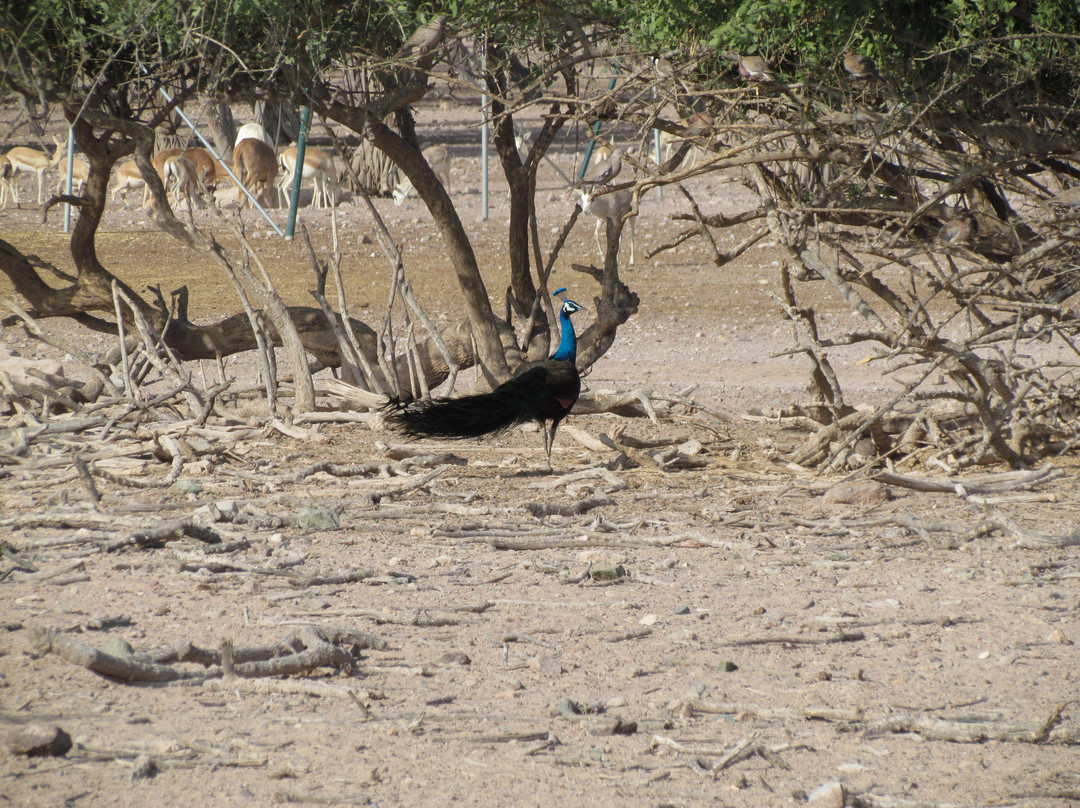 Arabian Wildlife Park-萨巴尼亚岛必去景点