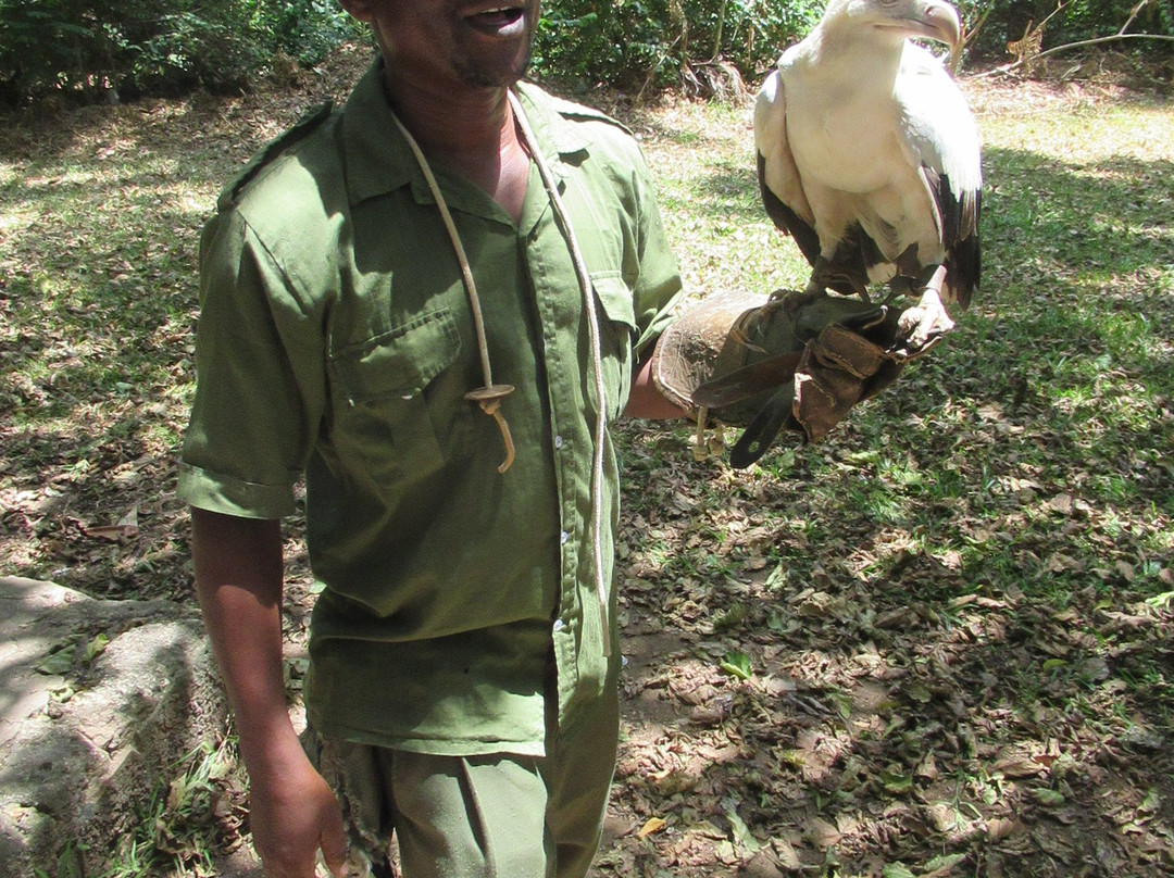 Falconry of Kenya-马林地必去景点