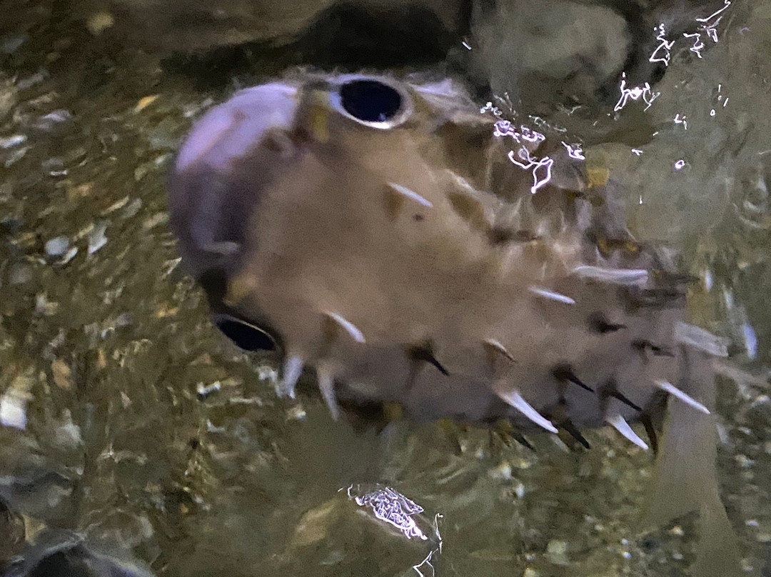 EcoWorld Aquarium & Wildlife Rehabilitation Centre景点图片