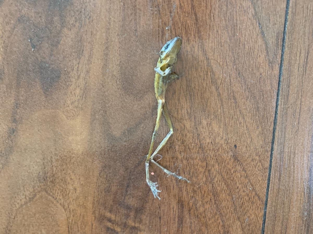 雷鸟度假村-黎刹主图