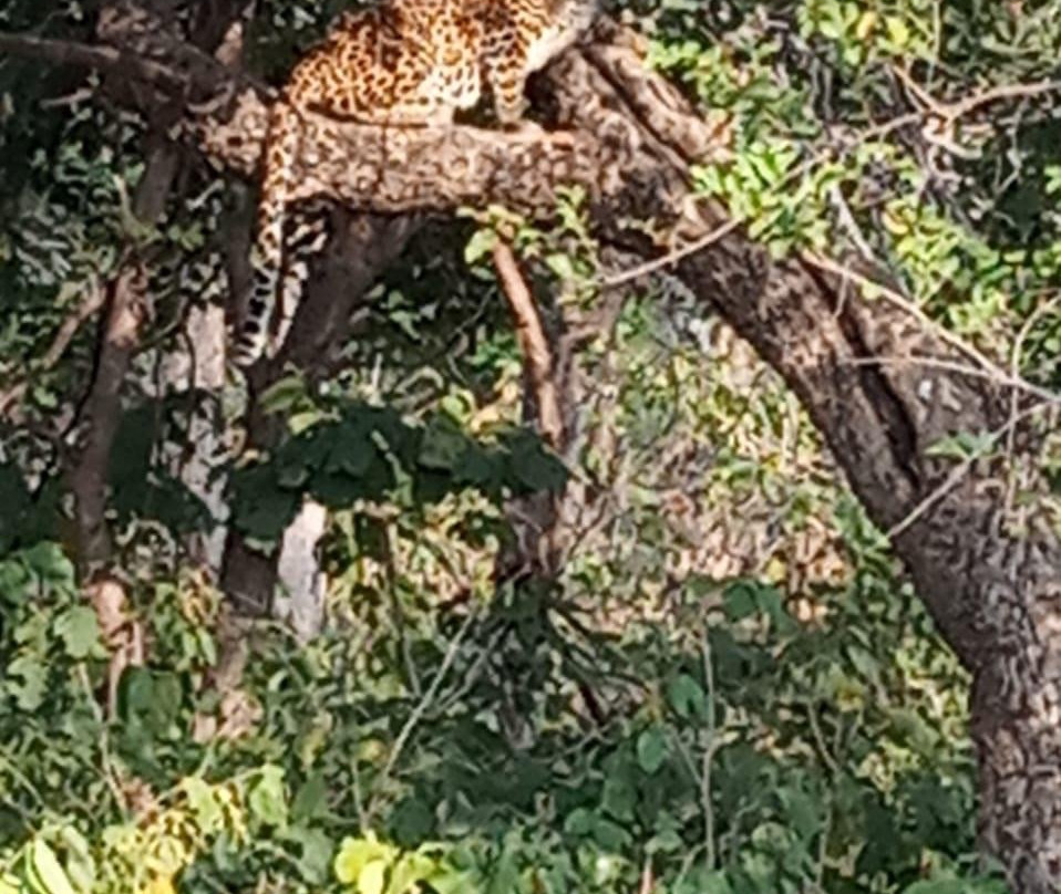 Panna National Park Safari景点图片