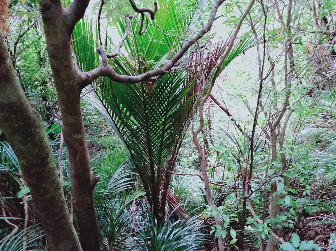 Mt Hobson via Windy Canyon景点图片