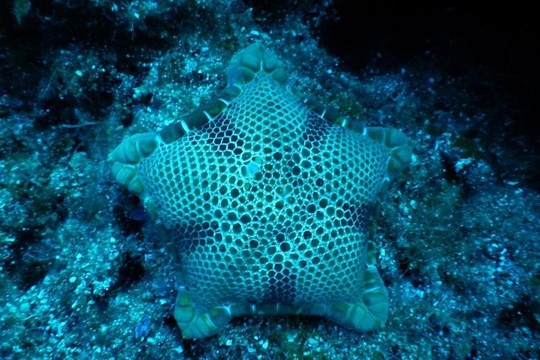 OURANOUPOLI SCUBA CENTER-Ouranoupolis必去景点