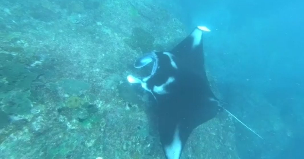 Lembongan Excursion-珀尼达岛必去景点