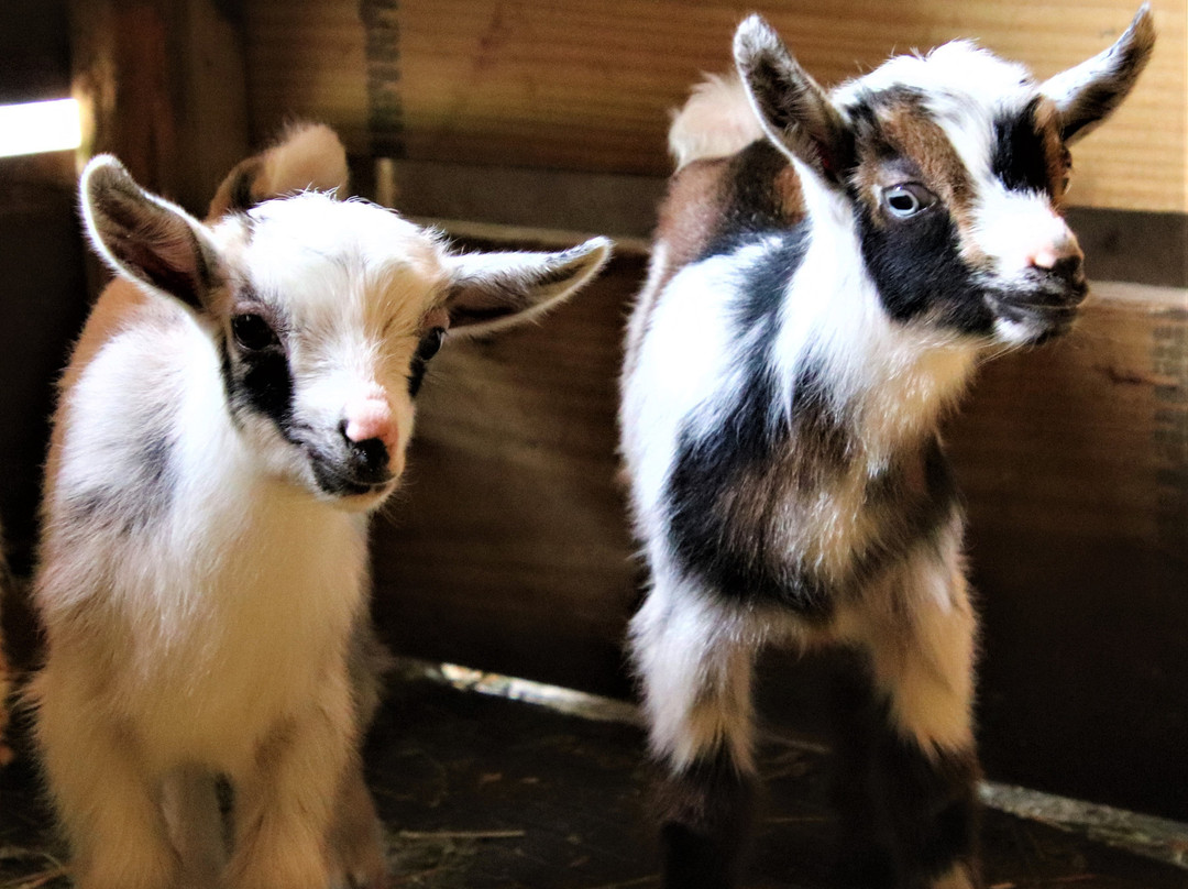 Intentions Ranch & Intentions Publishing-Southwest Ranches必去景点